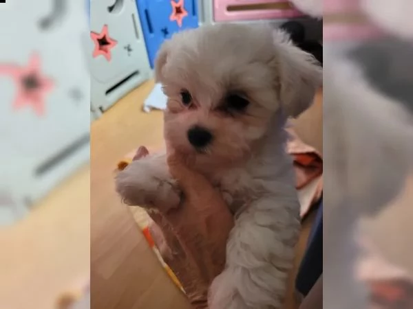 cuccioli di maltese taglia piccola | Foto 2