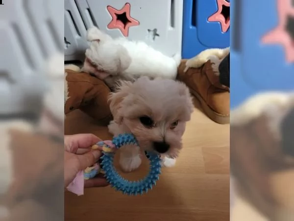 cuccioli di maltese taglia piccola | Foto 1