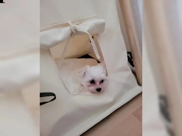 cuccioli di maltese taglia piccola | Foto 0