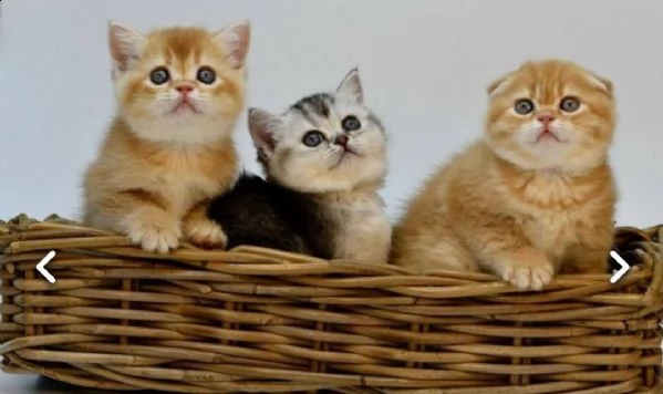 scottish fold gattini a vostra disposizione gratuiti