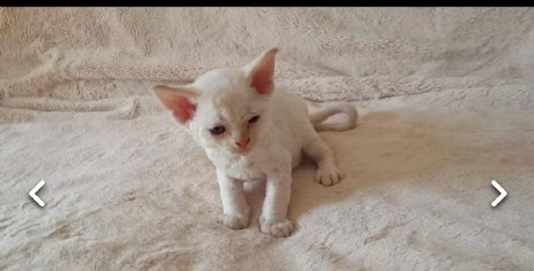 bellissimi cuccioli devon rex disponibili per l'adozione