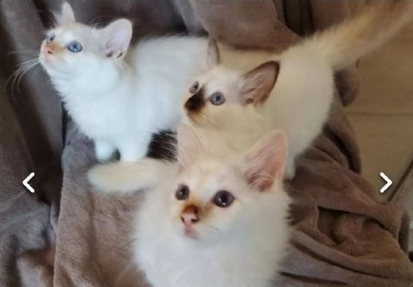 gattini birmano  in regalo.