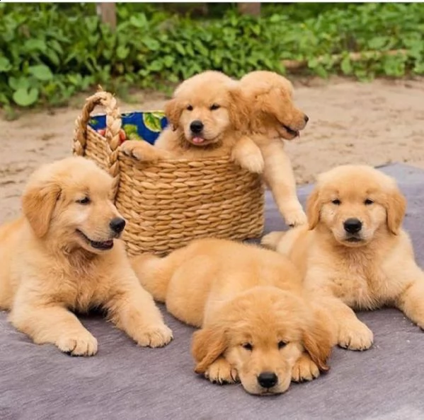 cuccioli di golden retriever registrati