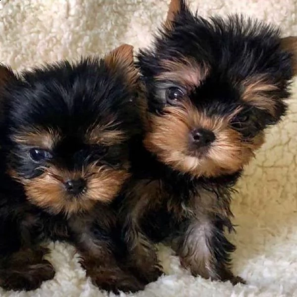 adorabili cuccioli di yorkshire per il reinserimento | Foto 1