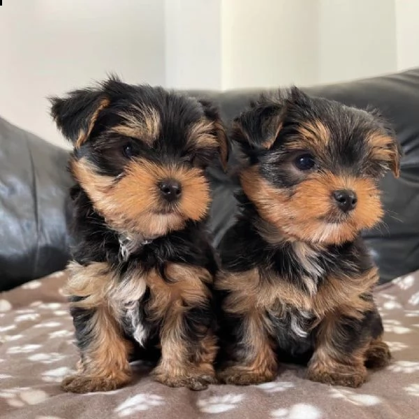 adorabili cuccioli di yorkshire per il reinserimento | Foto 0