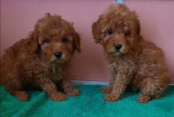 cucciolo di barboncino toy | Foto 5