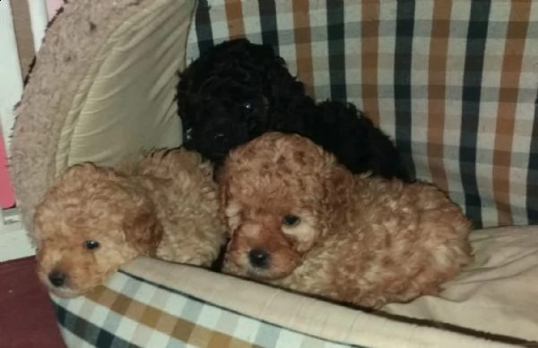 cucciolo di barboncino toy