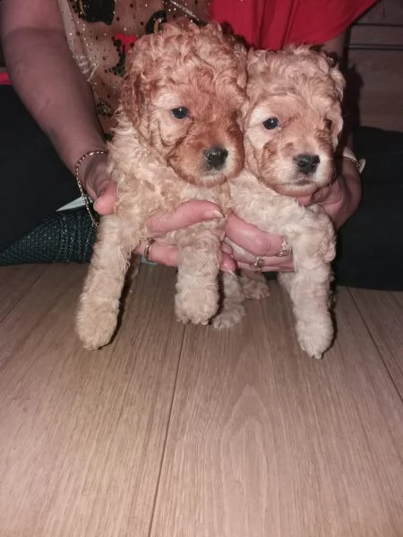 cucciolo di barboncino toy | Foto 2