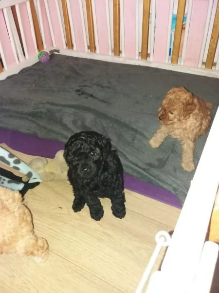 cucciolo di barboncino toy | Foto 0