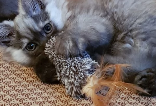 Cucciolo di persiani normotipici MASCHIO 