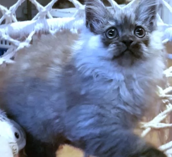 Cucciolo di persiani normotipici MASCHIO  | Foto 6