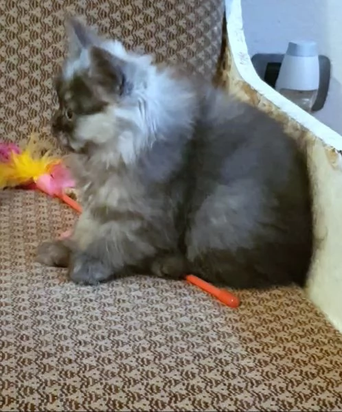 Cucciolo di persiani normotipici MASCHIO  | Foto 5