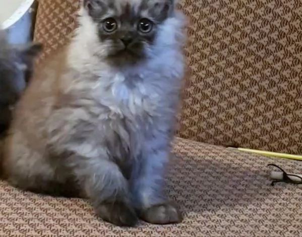 Cucciolo di persiani normotipici MASCHIO  | Foto 4