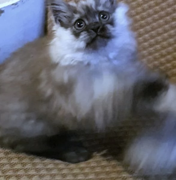 Cucciolo di persiani normotipici MASCHIO  | Foto 3