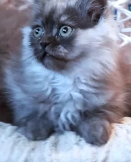 Cucciolo di persiani normotipici MASCHIO  | Foto 2