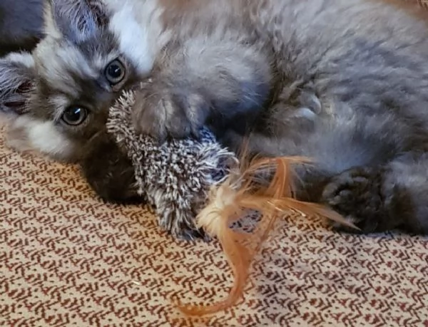 Cucciolo di persiani normotipici MASCHIO  | Foto 1