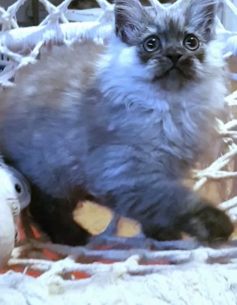 Cucciolo di persiani normotipici MASCHIO  | Foto 0