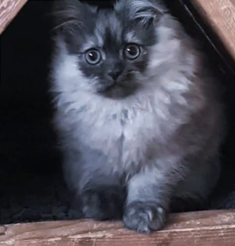 Cucciolo di persiani normotipici maschio 