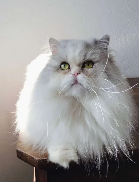 Cucciolo di persiani normotipici maschio  | Foto 0