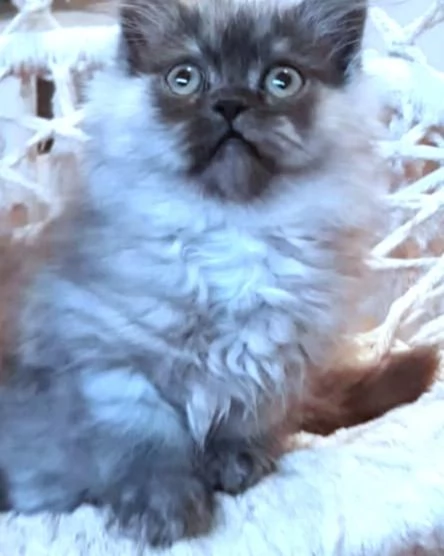 Cuccioli di persiani normotipici MASCHI | Foto 4