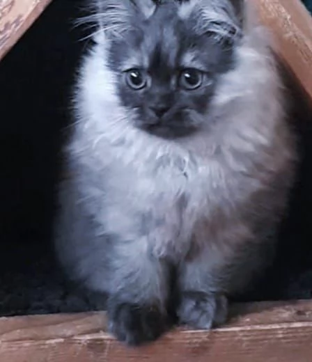 Cuccioli di persiani normotipici MASCHI | Foto 3