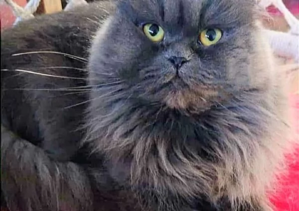 Cuccioli di persiani normotipici MASCHI | Foto 2