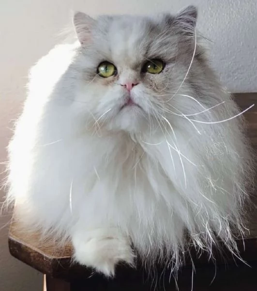 Cuccioli di persiani normotipici MASCHI | Foto 1