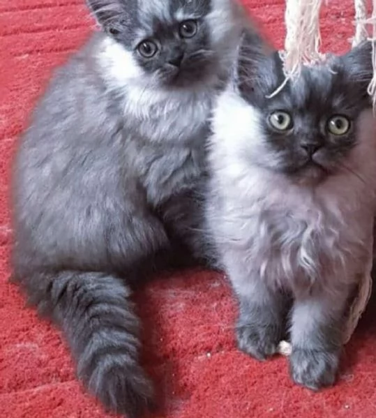 Cuccioli di persiani normotipici MASCHI