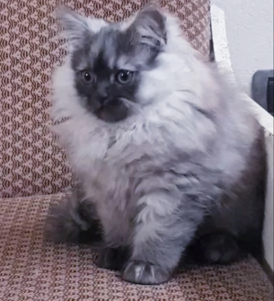 Cuccioli di persiani normotipici MASCHI | Foto 1