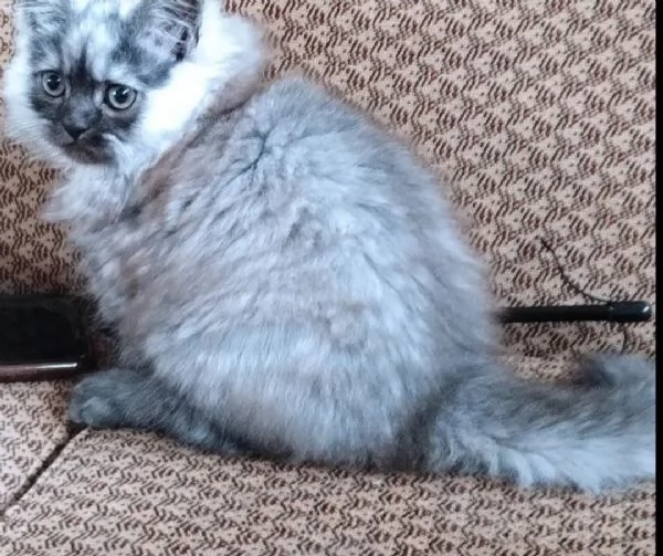 Cuccioli di persiani normotipici MASCHI | Foto 0