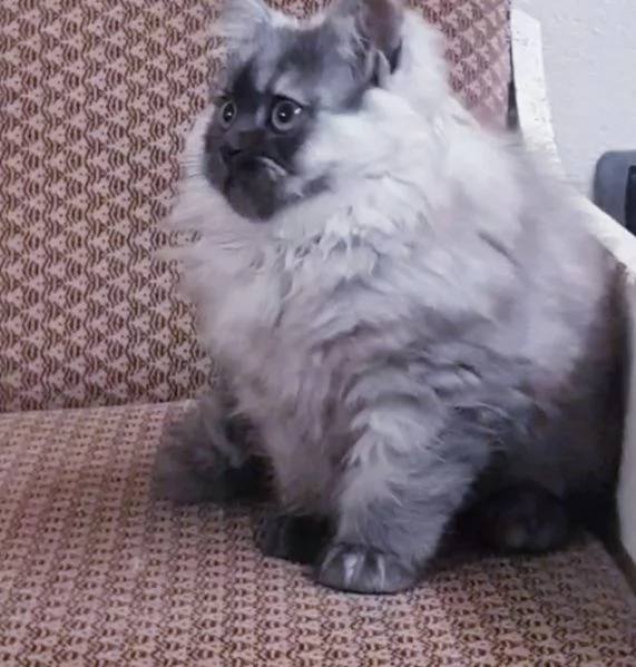 Cuccioli di persiani normotipici MASCHI | Foto 6