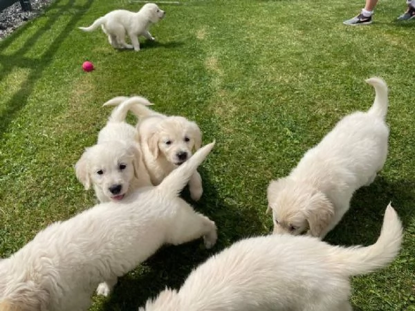 golden cuccioli con pedigree enci ottimo prezzo
