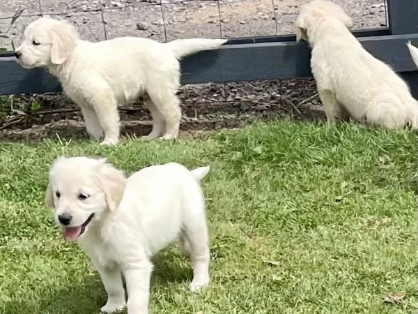 golden cuccioli con pedigree enci ottimo prezzo | Foto 4