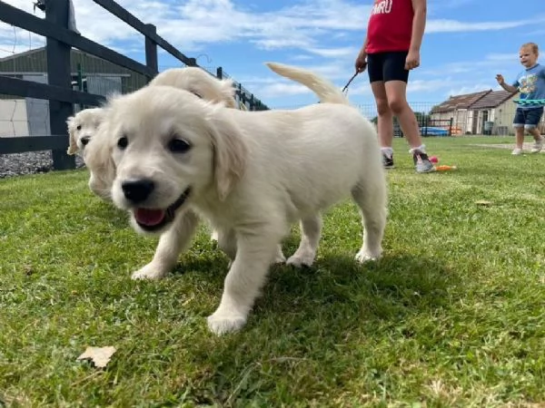 golden cuccioli con pedigree enci ottimo prezzo | Foto 3