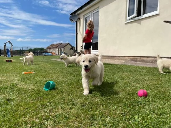 golden cuccioli con pedigree enci ottimo prezzo | Foto 2
