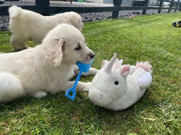 golden cuccioli con pedigree enci ottimo prezzo | Foto 1