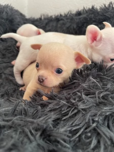 chihuahua cucciolo toy | Foto 1