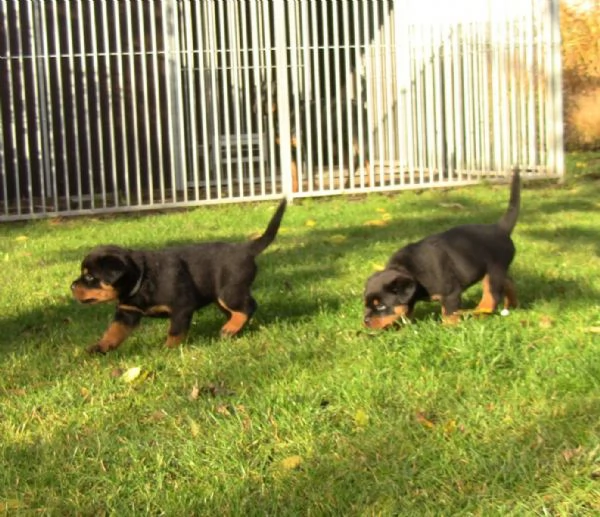 Cucciolata meravigliosa di 6 rottweiler maschi e femmine