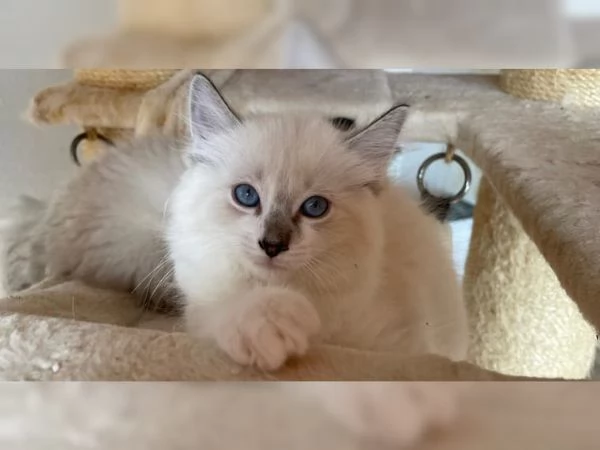 Dolci Ragdoll disponibili e prenotabili Microchip pedigre | Foto 2