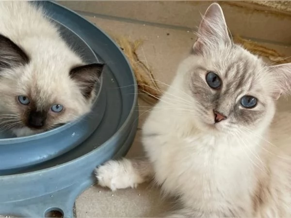 Dolci Ragdoll disponibili e prenotabili Microchip pedigre | Foto 1