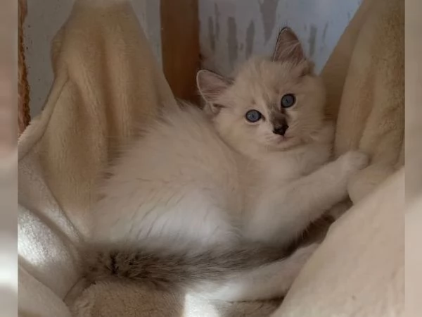 Dolci Ragdoll disponibili e prenotabili Microchip pedigre | Foto 0