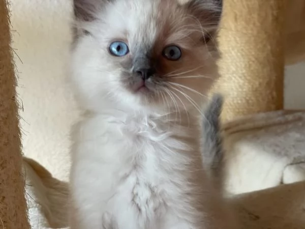 Dolci Ragdoll disponibili e prenotabili Microchip pedigre