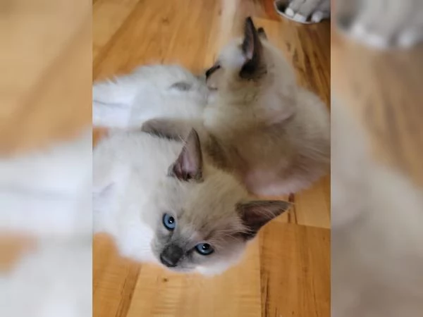 Dolci Ragdoll disponibili e prenotabili Microchip pedigre