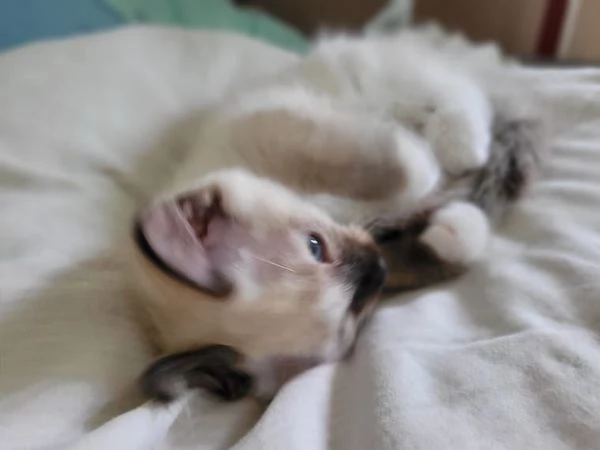 Dolci Ragdoll disponibili e prenotabili Microchip pedigre | Foto 1