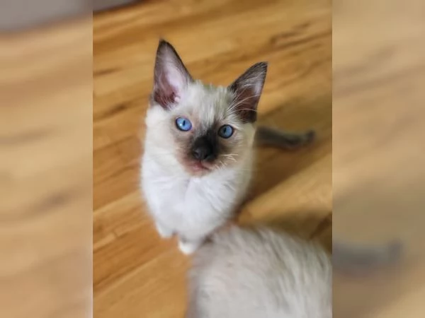 Dolci Ragdoll disponibili e prenotabili Microchip pedigre | Foto 0