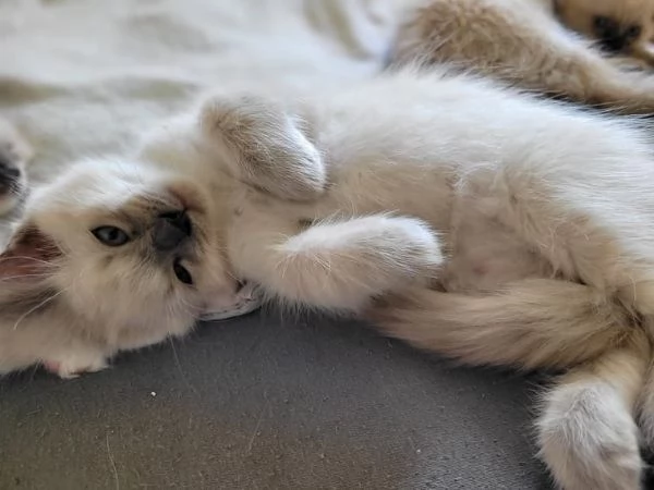 Dolci Ragdoll disponibili e prenotabili Microchip pedigre | Foto 0