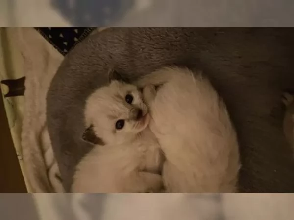gattini siamesi di razza | Foto 2