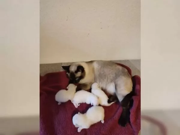 gattini siamesi di razza | Foto 0