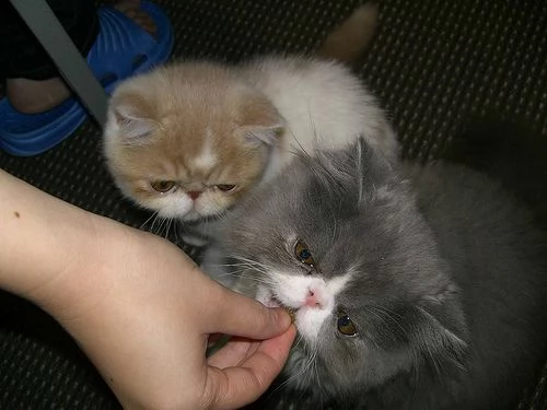 sono disponibili gatti persiani e exotic shorthair