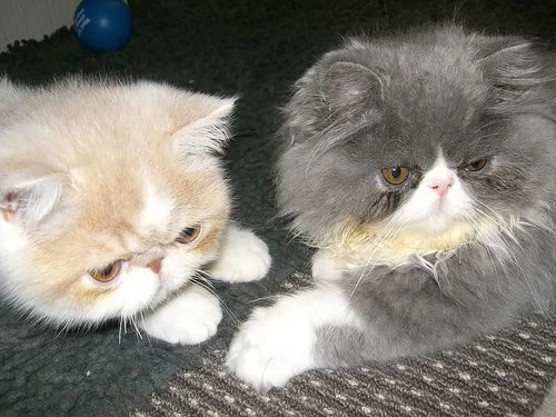 sono disponibili gatti persiani e exotic shorthair